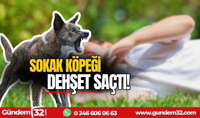 Sokak köpeği dehşet saçtı