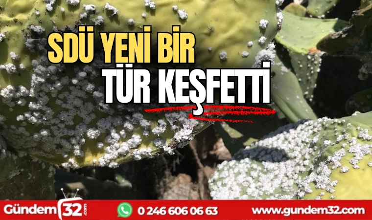 SDÜ yeni türü keşfetti