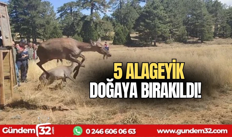 5 alageyik doğaya bırakıldı