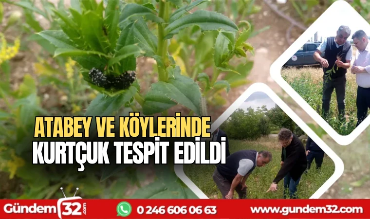 Atabey ve köylerinde kurtçuk tespit edildi