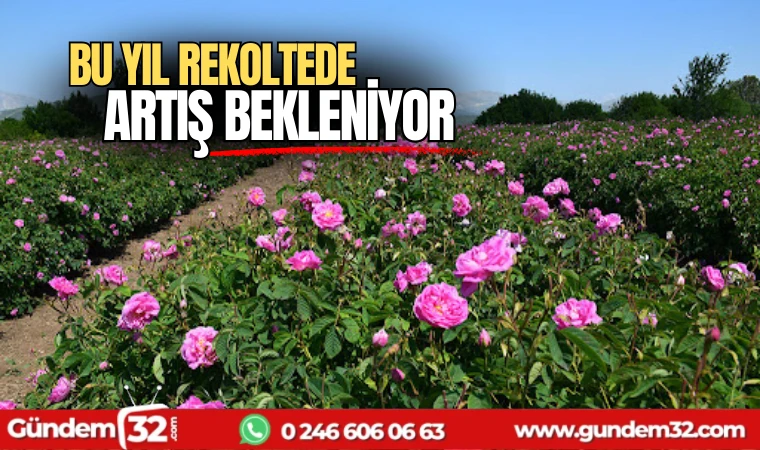 Bu yıl rekoltede artış bekleniyor