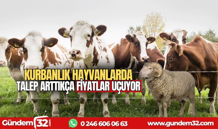 Kurbanlık hayvanlarda talep arttıkça fiyatlar uçuyor