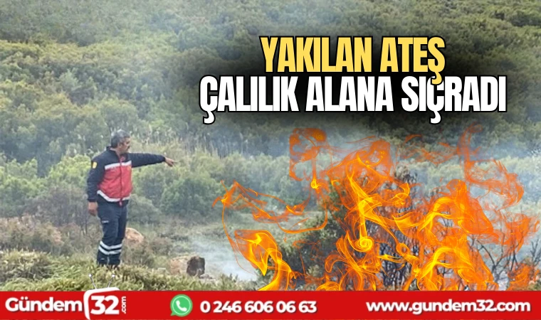 Yakılan ateş çalılık alana sıçradı