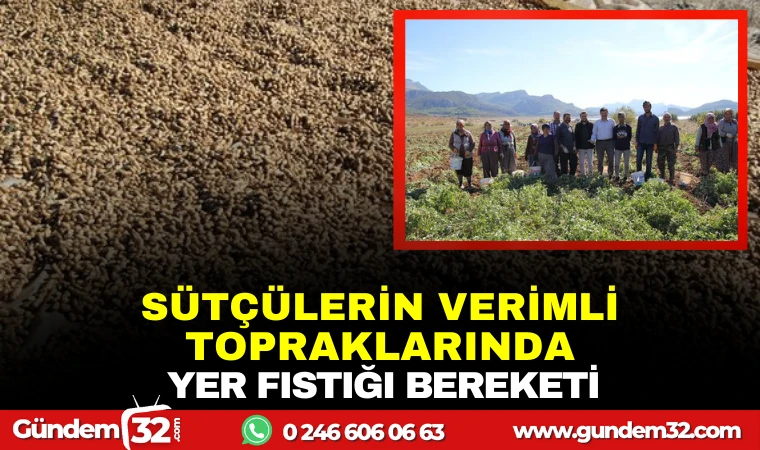 SÜTÇÜLER’İN VERİMLİ TOPRAKLARINDA YER FISTIĞI BEREKETİ