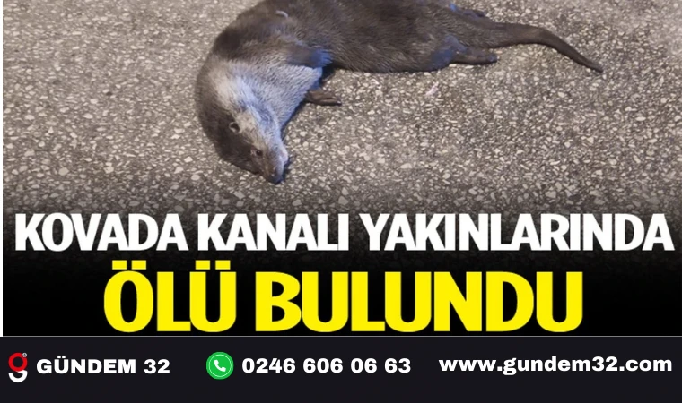 Bir Su Samuru Daha Ölü Bulundu