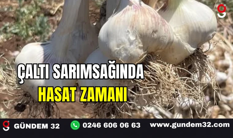 Çaltı Sarımsağında Hasat Zamanı