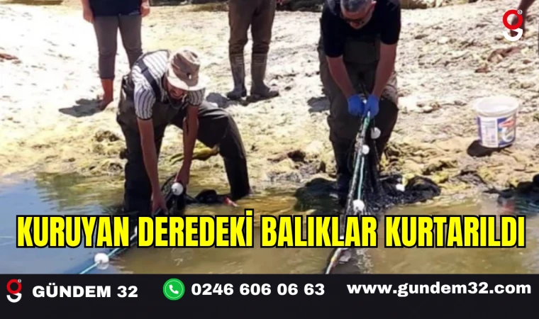 Kuruyan Deredeki Balıklar Kurtarıldı