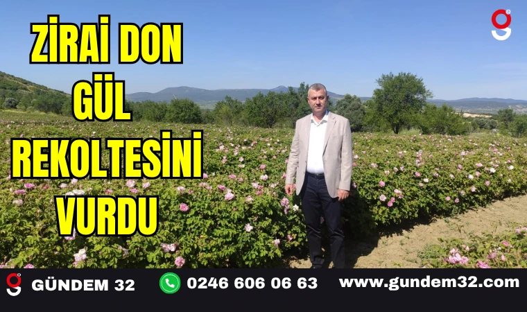 Zirai Don Gül Rekoltesini Vurdu