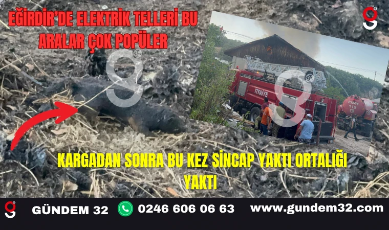Eğirdir’de Elektrik Telleri Bu Aralar Çok Popüler Kargadan Sonra Bu Kez Sincap Yaktı Ortalığı Yaktı