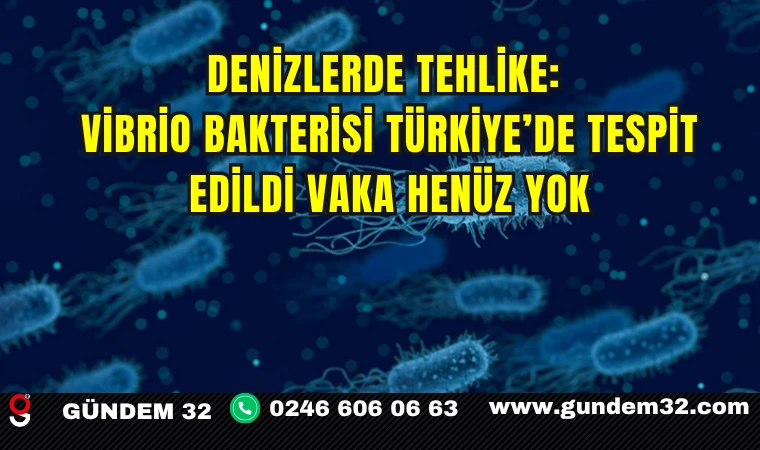Denizlerde Tehlike: Vibrio Bakterisi Türkiye’de Tespit Edildi Vaka Henüz Yok