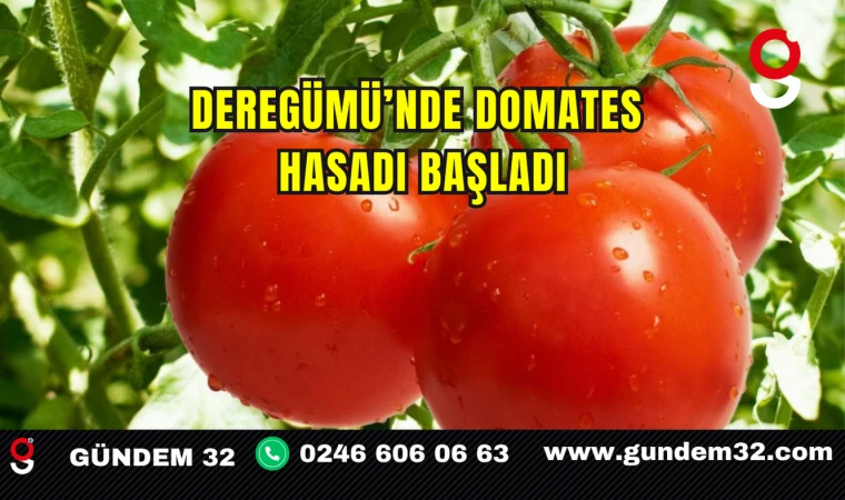 Deregümü’nde Domates Hasadı Başladı