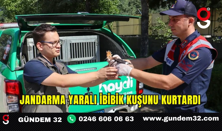 Jandarma yaralı İbibik kuşunu kurtardı