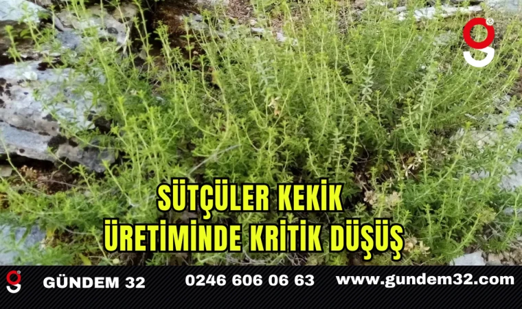 Sütçüler Kekik Üretiminde Kritik Düşüş