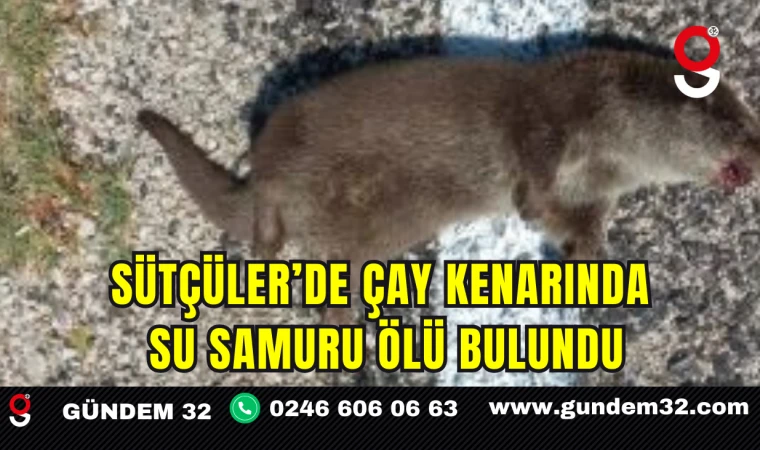 Sütçüler’de Çay Kenarında Su Samuru Ölü Bulundu