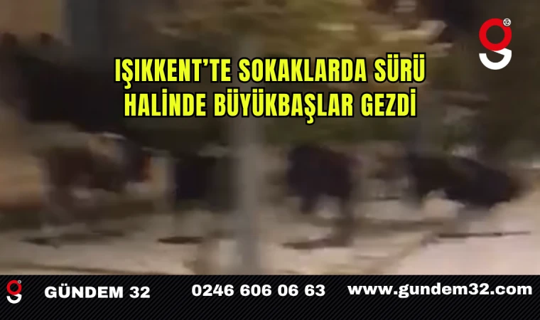 Işıkkent’te Sokaklarda Sürü Halinde Büyükbaşlar Gezdi