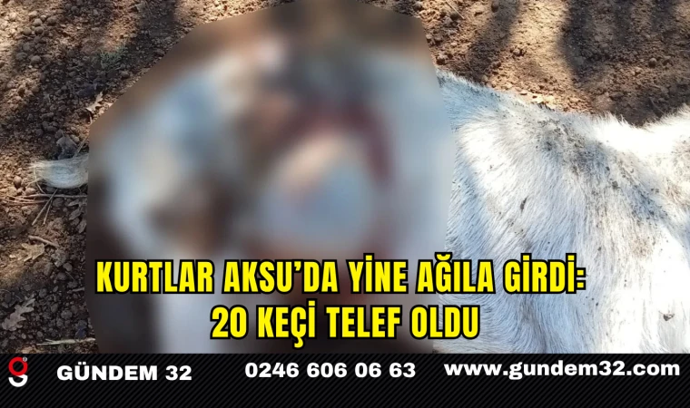 Kurtlar Aksu’da Yine Ağıla Girdi: 20 Keçi Telef Oldu