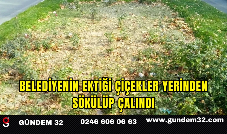 Belediyenin Ektiği Çiçekler Yerinden Sökülüp Çalındı