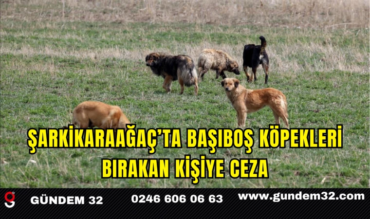 Şarkikaraağaç’ta Başıboş Köpekleri Bırakan Kişiye Ceza