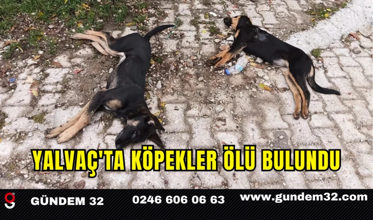Yalvaç'ta Köpekler Ölü Bulundu