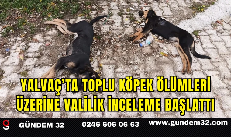 Yalvaç’ta Toplu Köpek Ölümleri Üzerine Valilik İnceleme Başlattı