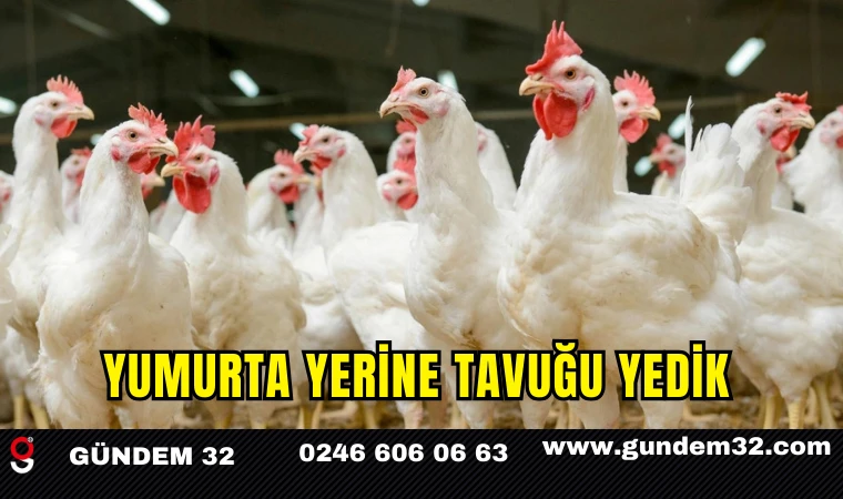 Yumurta yerine tavuğu yedik