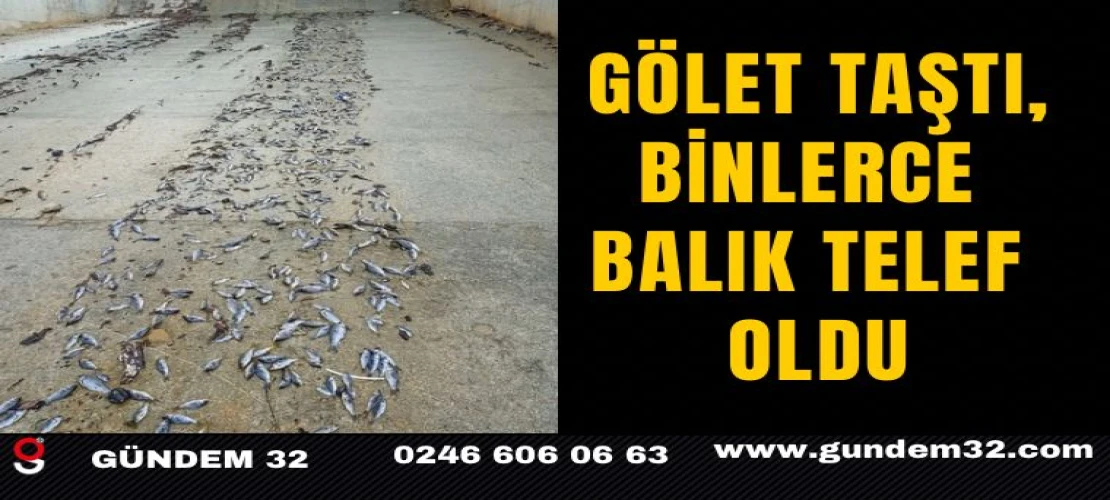 Gölet Taştı, Binlerce Balık Telef Oldu