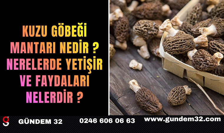 Kuzu Göbeği Mantarı Nedir? Nerelerde Yetişir ve Faydaları Nelerdir?