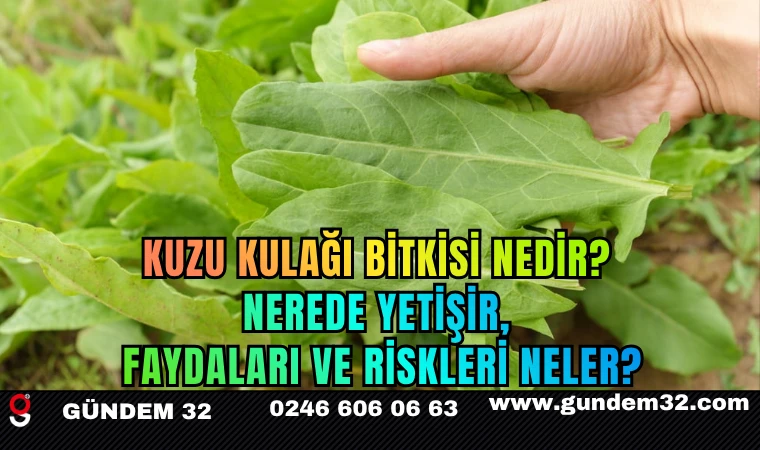 Kuzu Kulağı Bitkisi Nedir? Nerede Yetişir, Faydaları ve Riskleri Neler?