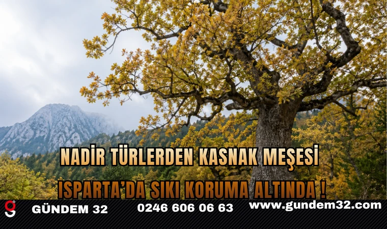 Nadir Türlerden Kasnak Meşesi Isparta’da Sıkı Koruma Altında