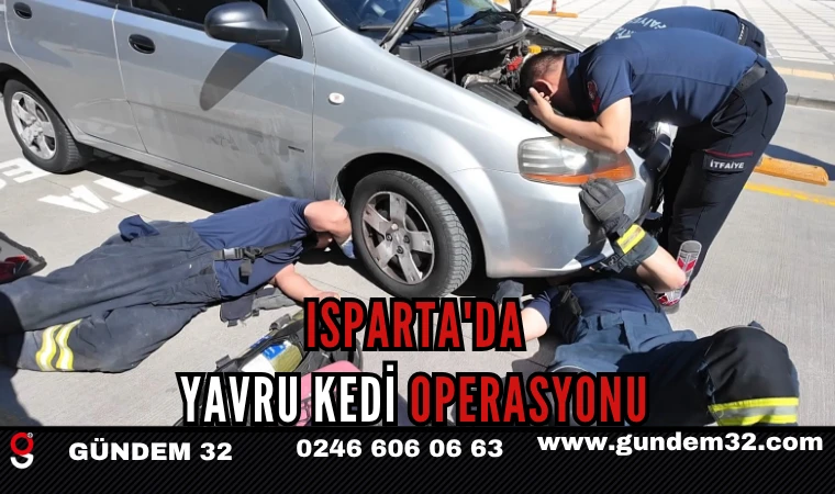 ISPARTA'DA YAVRU KEDİ OPERASYONU