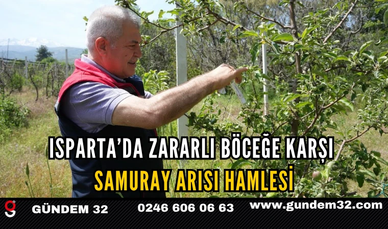 Isparta’da Zararlı Böceğe Karşı Samuray Arısı Hamlesi