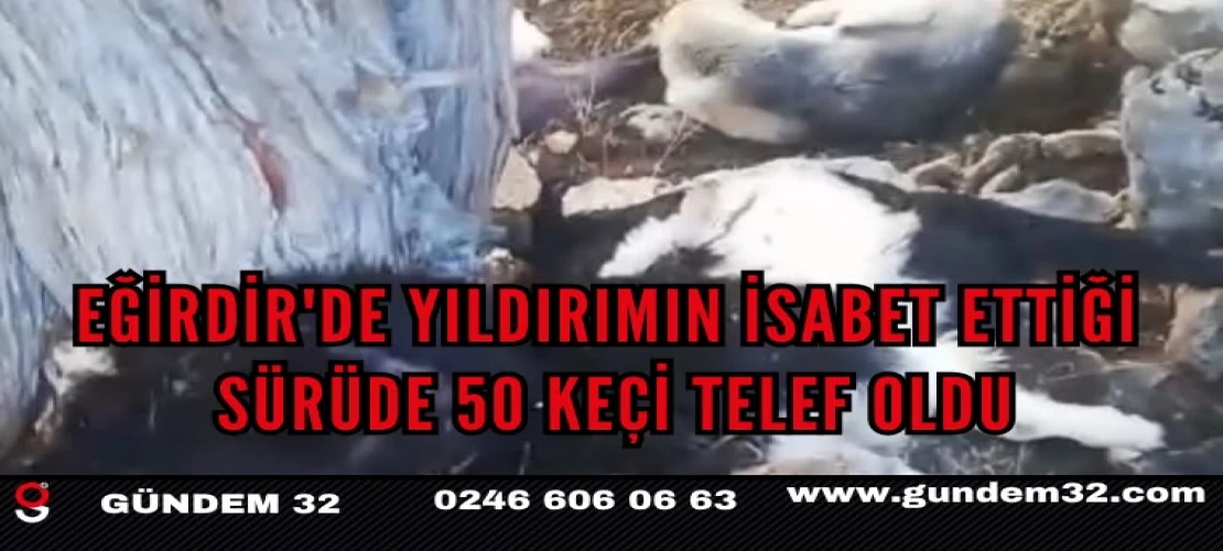Eğirdir'de yıldırımın isabet ettiği sürüde 50 keçi telef oldu