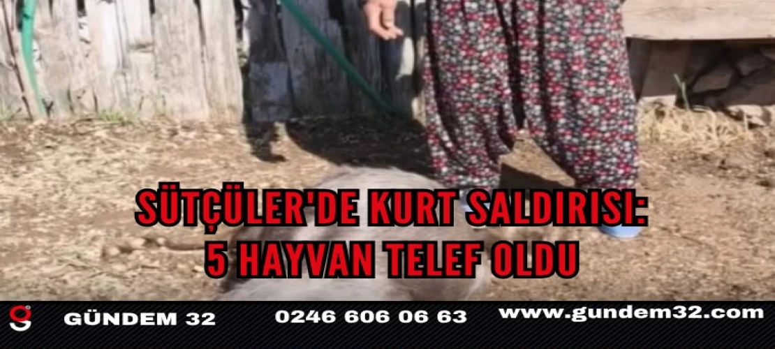 SÜTÇÜLER'DE KURT SALDIRISI: 5 HAYVAN TELEF OLDU