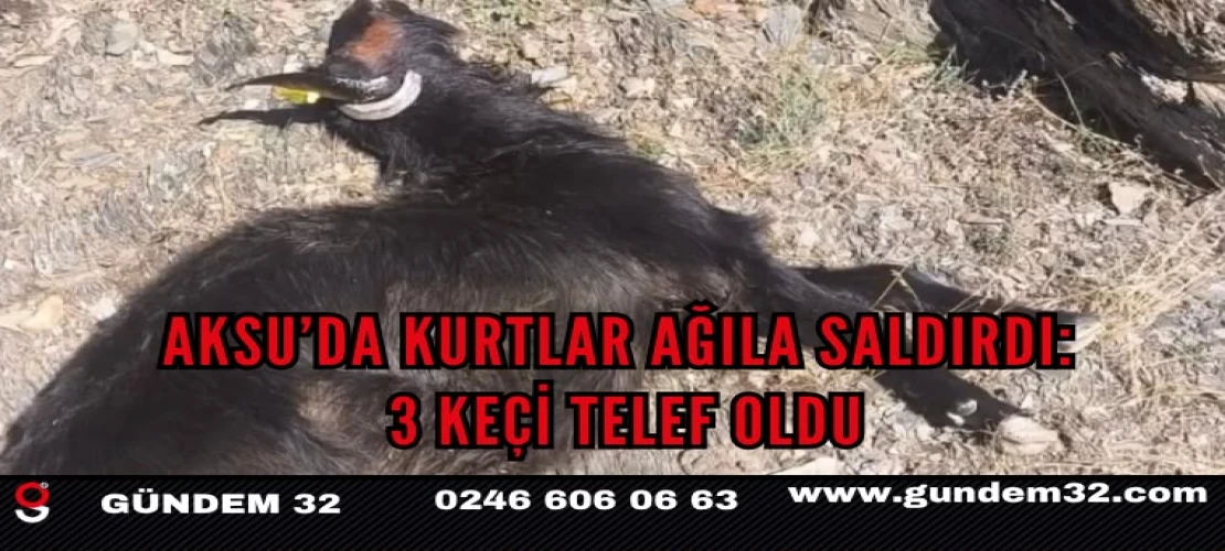 Aksu’da Kurtlar Ağıla Saldırdı: 3 Keçi Telef Oldu