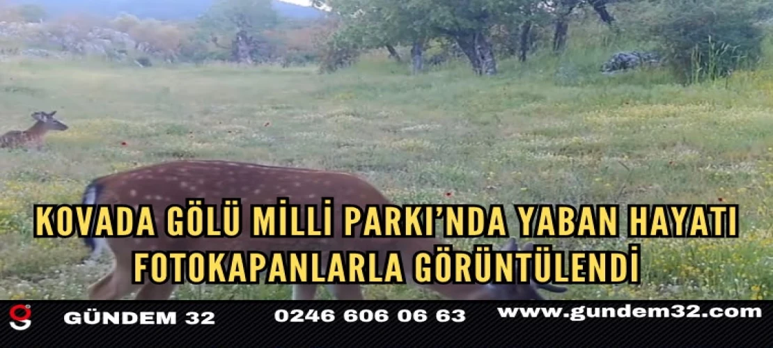 Kovada Gölü Milli Parkı’nda Yaban Hayatı Fotokapanlarla Görüntülendi