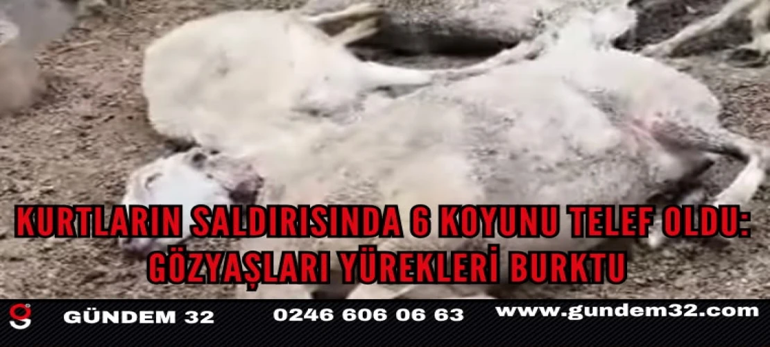KURTLARIN SALDIRISINDA 6 KOYUNU TELEF OLDU: GÖZYAŞLARI YÜREKLERİ BURKTU