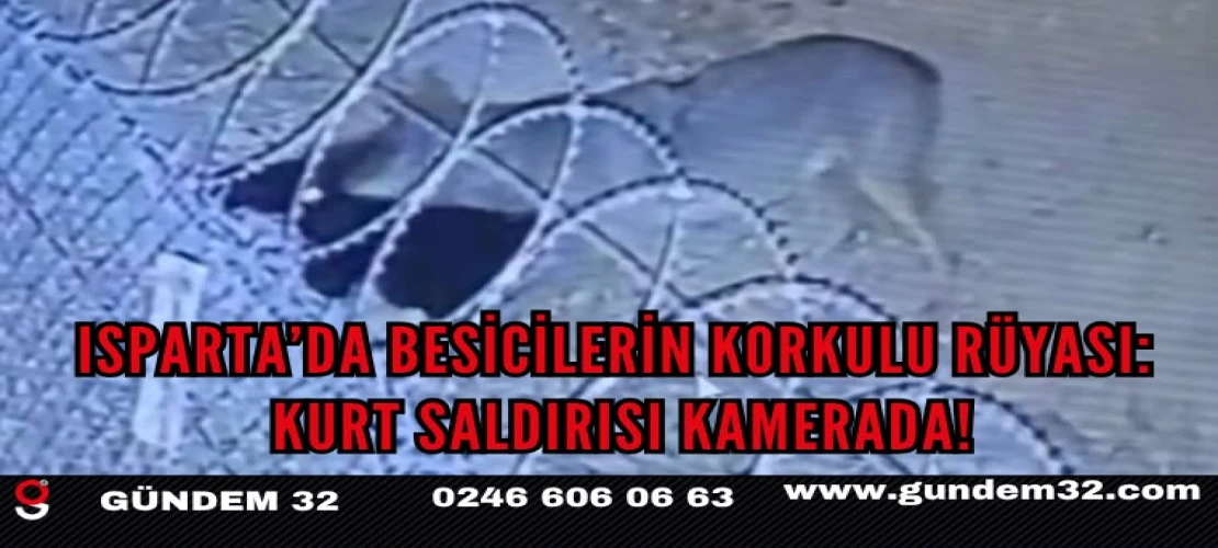Isparta’da Besicilerin Korkulu Rüyası: Kurt Saldırısı Kamerada!
