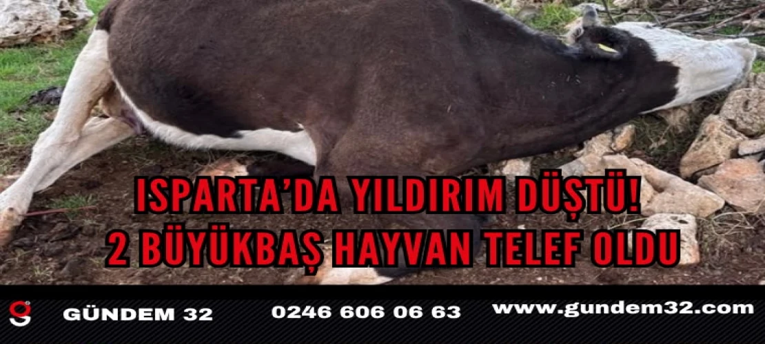 Isparta’da Yıldırım Düştü! 2 Büyükbaş Hayvan Telef Oldu