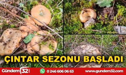 ÇINTAR SEZONU BAŞLADI