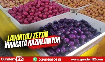 Lavantalı Zeytine ilgi büyük