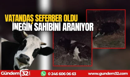 Vatandaş, başıboş ineğin sahibini arıyor