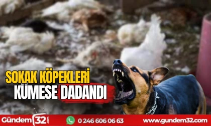 Başıboş köpekler kümese saldırdı