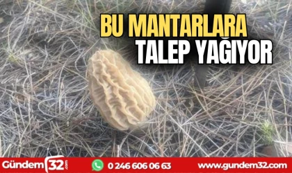 Bu mantarlara büyük talep var