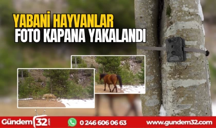 Yabani hayvanlar foto kapana yakalandı