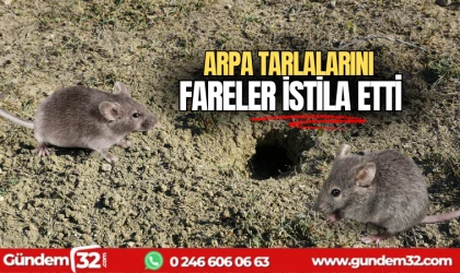 Arpa tarlalarını fareler istila etti