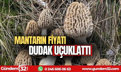 Mantarın fiyatı dudak uçuklattı