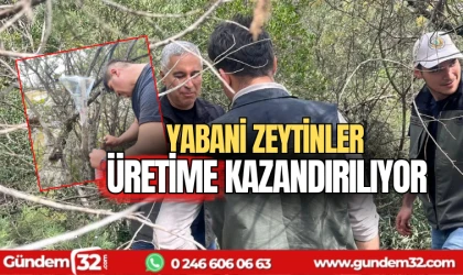 Yabani zeytinler üretime kazandırılıyor