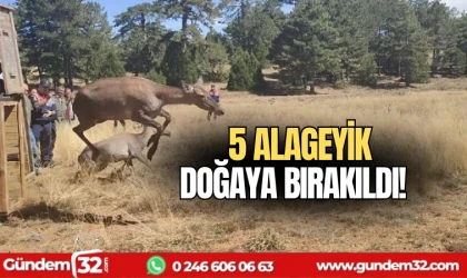5 alageyik doğaya bırakıldı