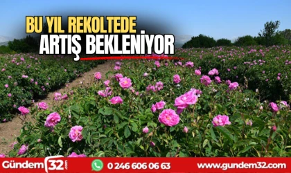 Bu yıl rekoltede artış bekleniyor
