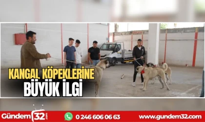 Kangal köpeklerine büyük ilgi